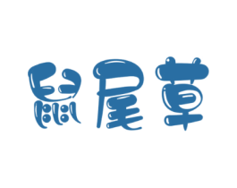 鼠尾草