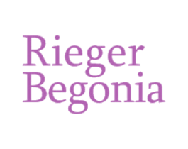 RIEGER BEGONIA