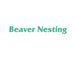 BEAVER NESTING
