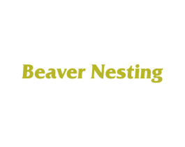 BEAVER NESTING