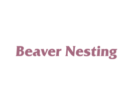 BEAVER NESTING