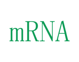 MRNA